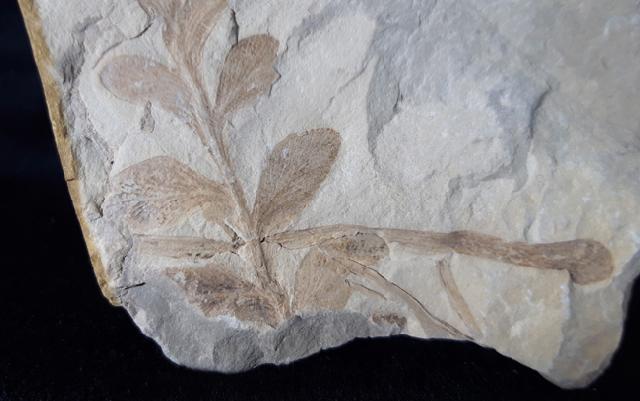 ? Nilssonia sp. BRONGNIART 1825 - Bild &copy; FossNet FossilienStore